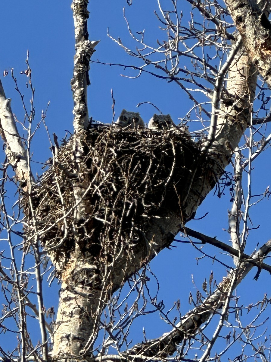 Great Horned Owl - Carol Puszka