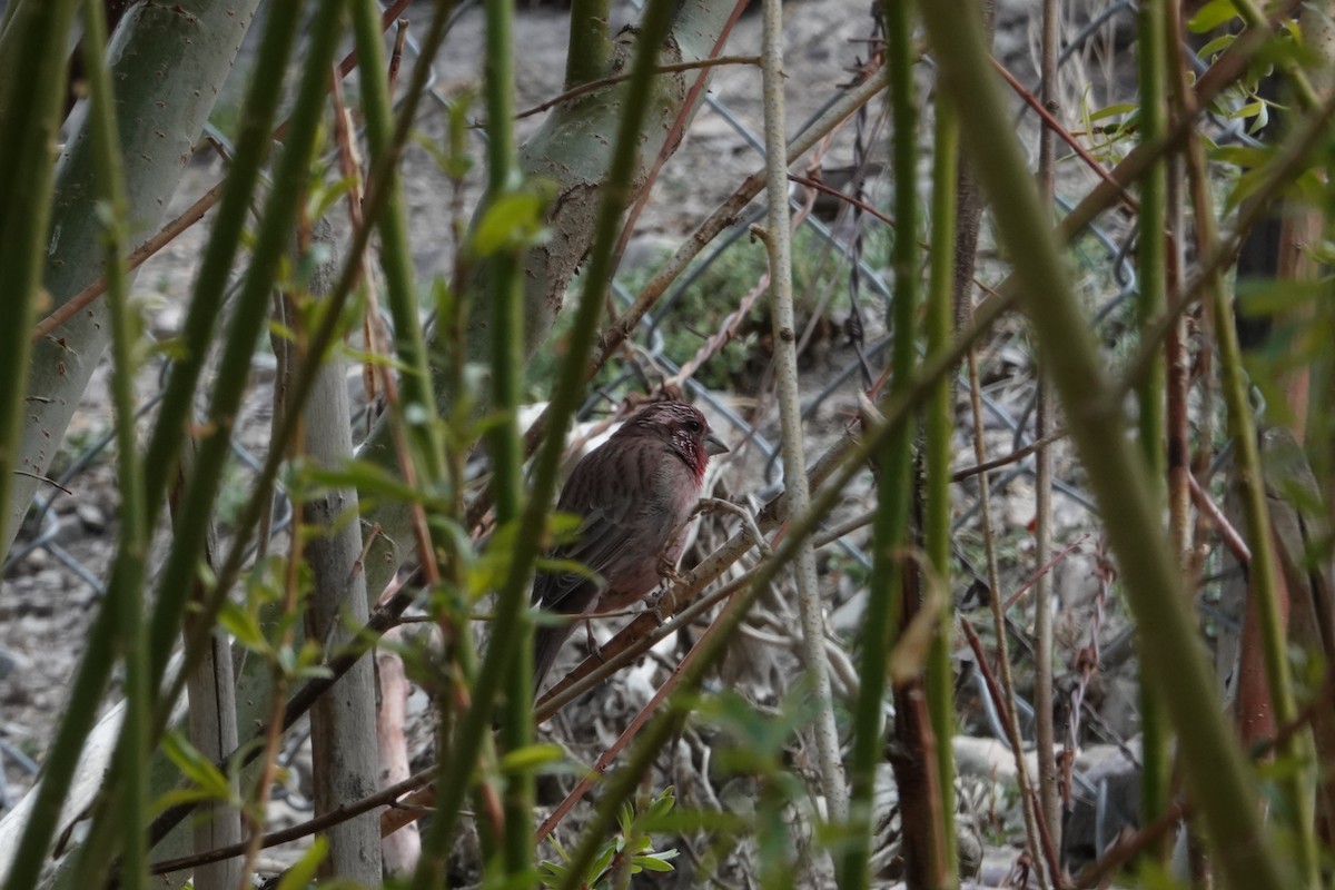 Blyth's Rosefinch - ML619421734