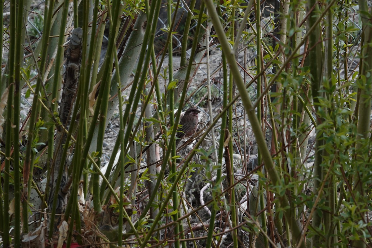 Blyth's Rosefinch - Karma Sonam