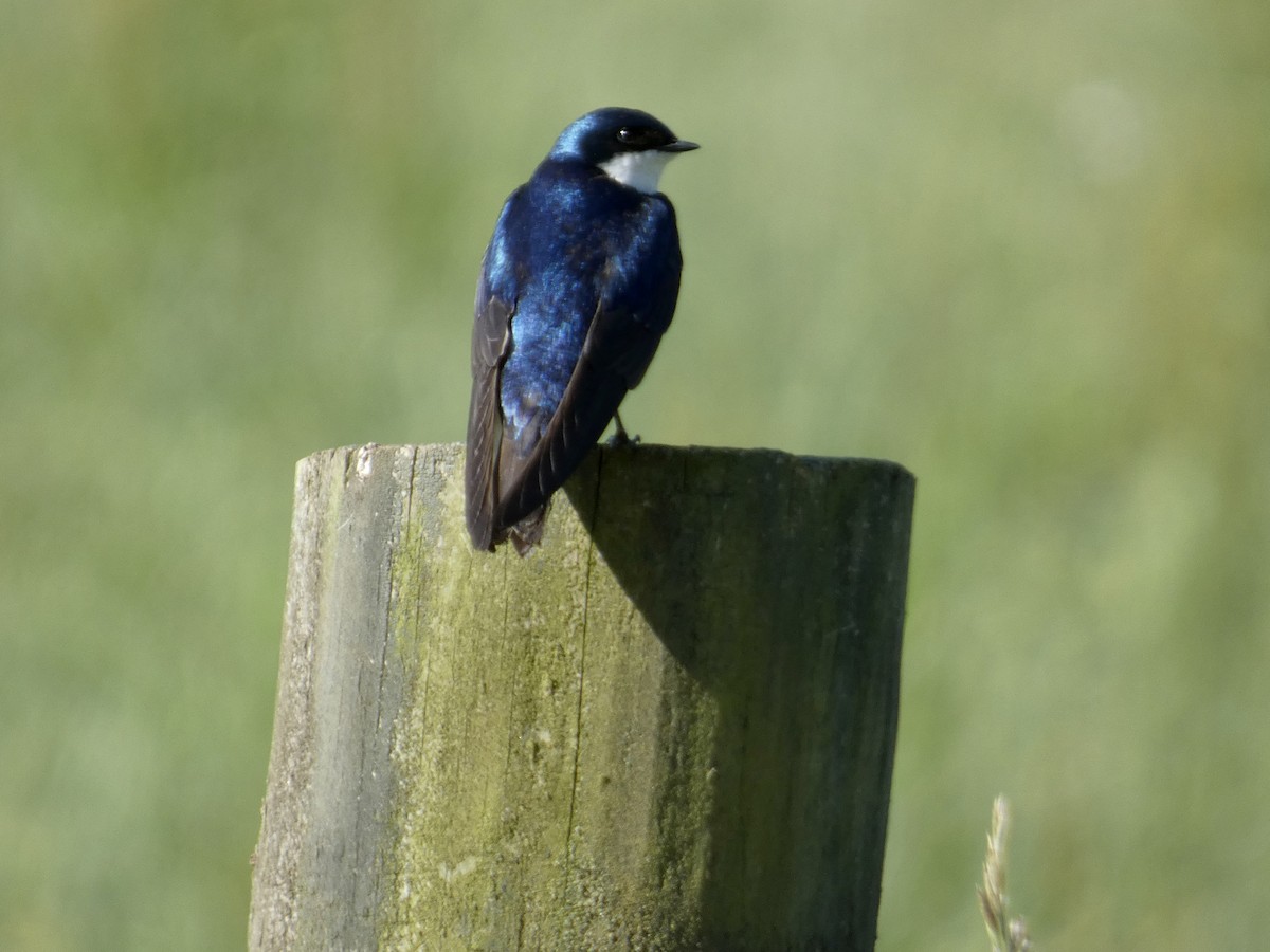 Tree Swallow - Kerry Eckhardt