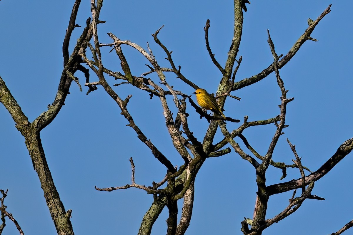 Yellow Warbler - ML619421757