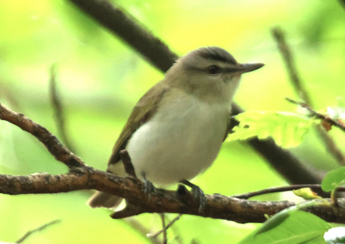 Red-eyed Vireo - Alan Shapiro