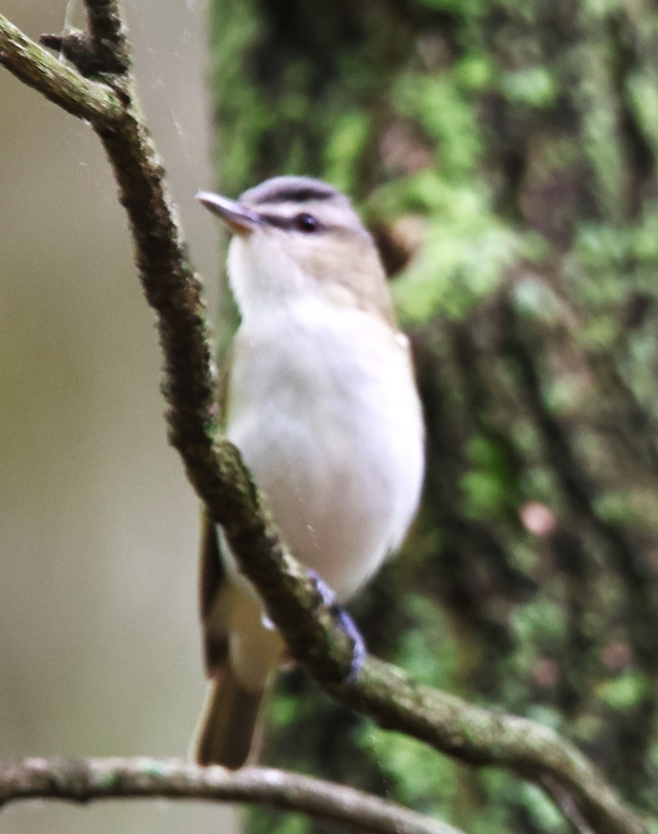 Red-eyed Vireo - Alan Shapiro