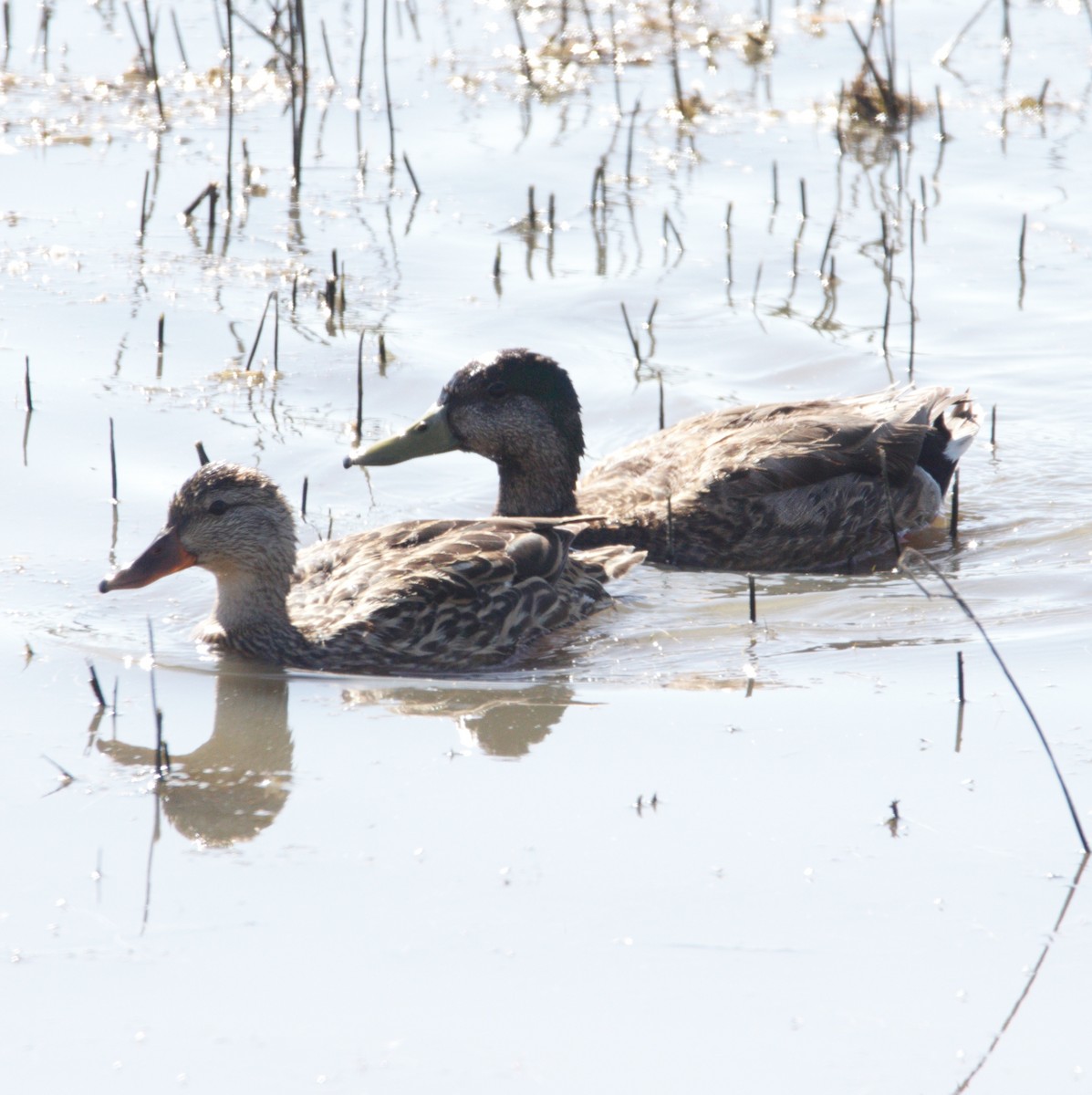 Mallard x Mexican Duck (hybrid) - Abraham Bowring