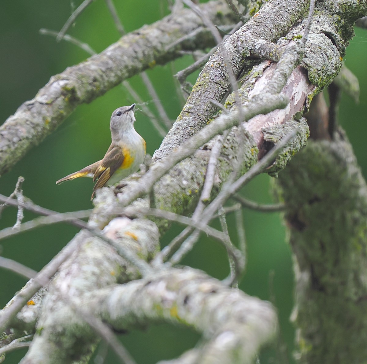 American Redstart - Jeanne Stoddard