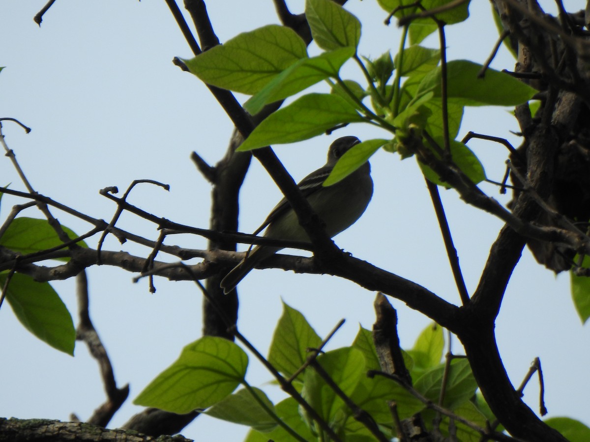 Least Flycatcher - Liren Varghese