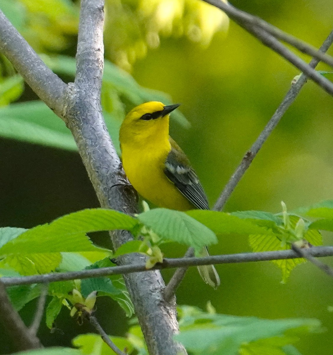 Blue-winged Warbler - Brian Lineaweaver