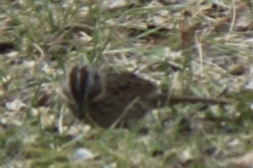 Lincoln's Sparrow - Amy Ressler-Williams