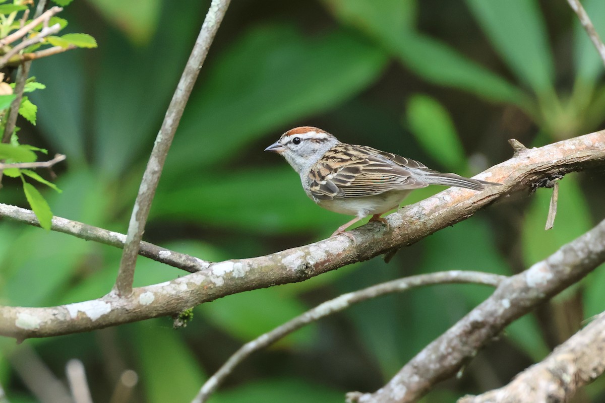 Chipping Sparrow - Paul Gorday