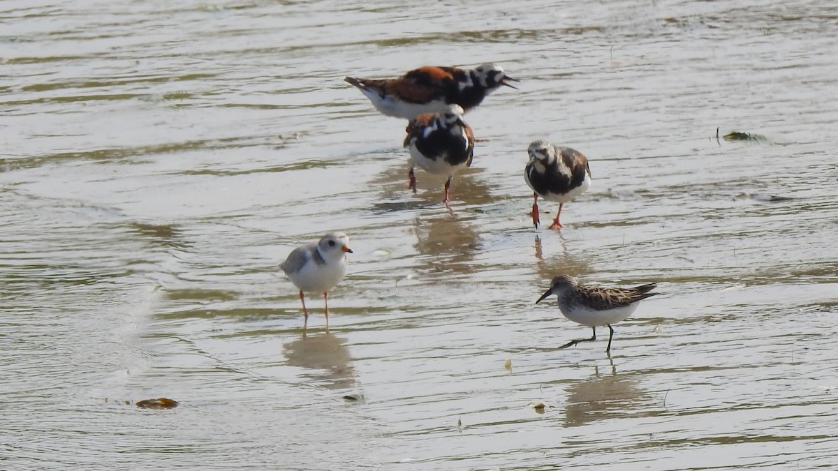 Piping Plover - Vincent Glasser