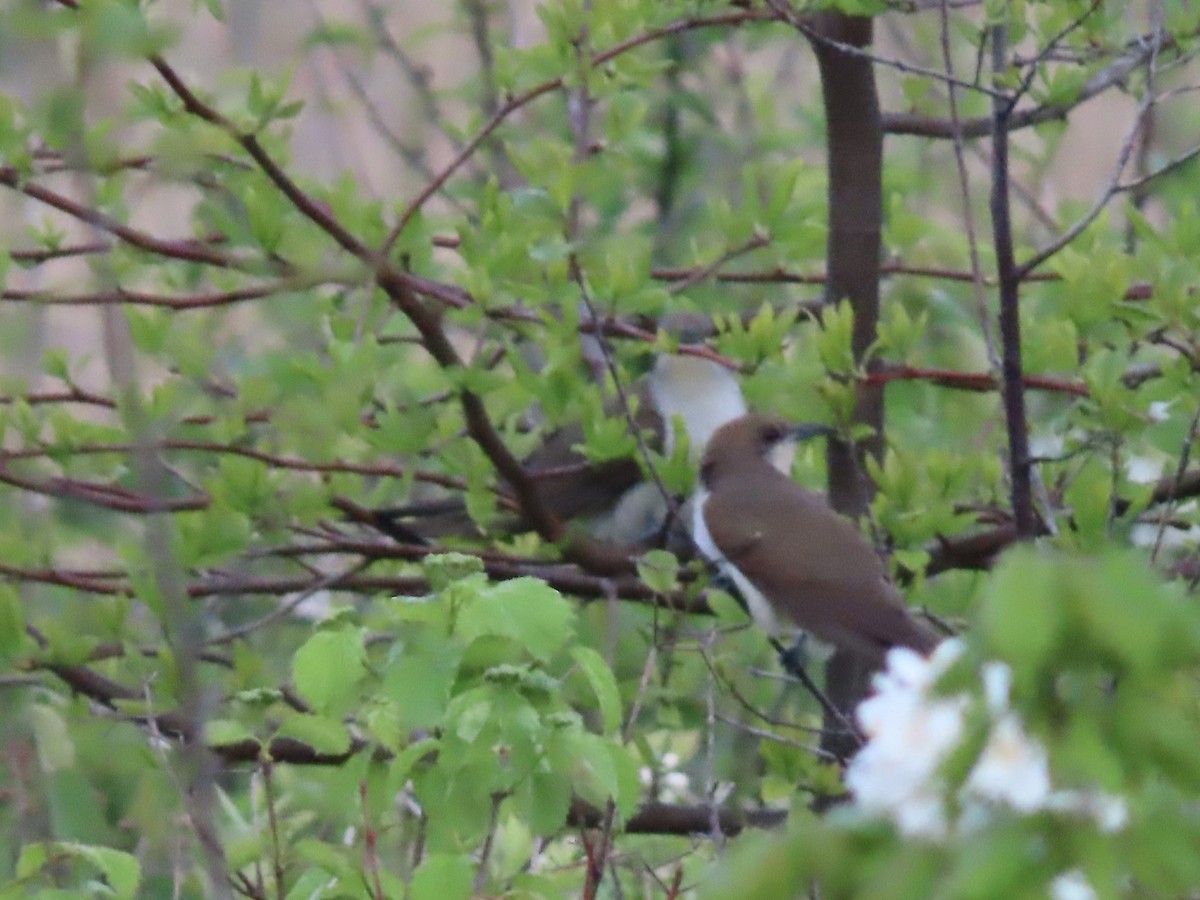 Black-billed Cuckoo - Marjorie Watson