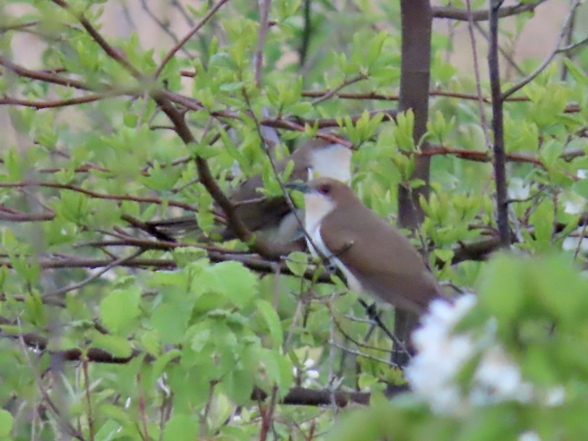 Black-billed Cuckoo - Marjorie Watson