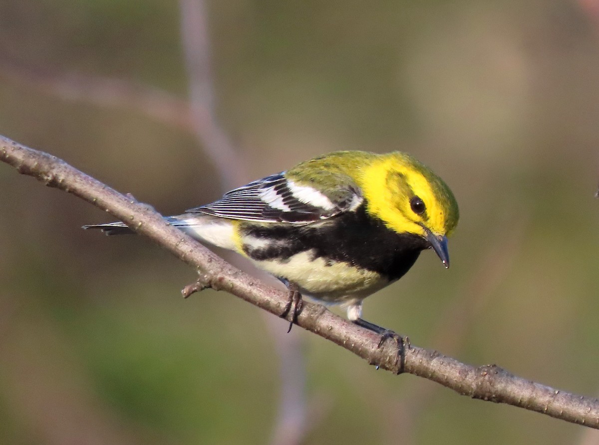 Black-throated Green Warbler - Patricia Lalonde