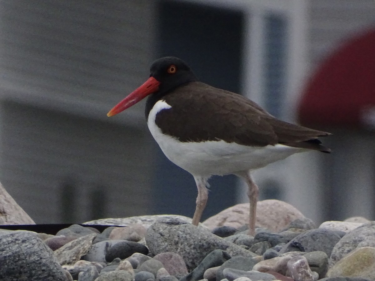 American Oystercatcher - ML619421824