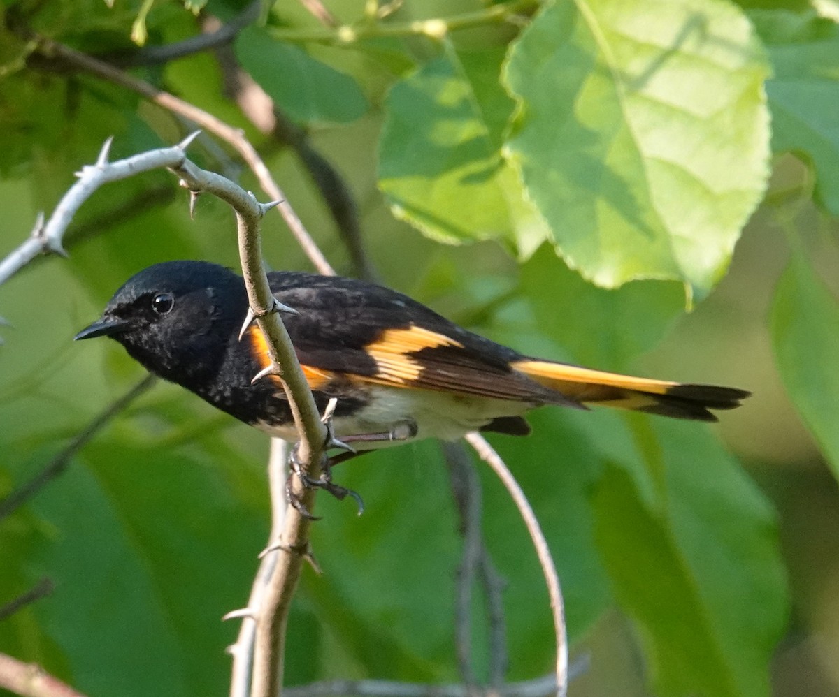 American Redstart - Brian Lineaweaver