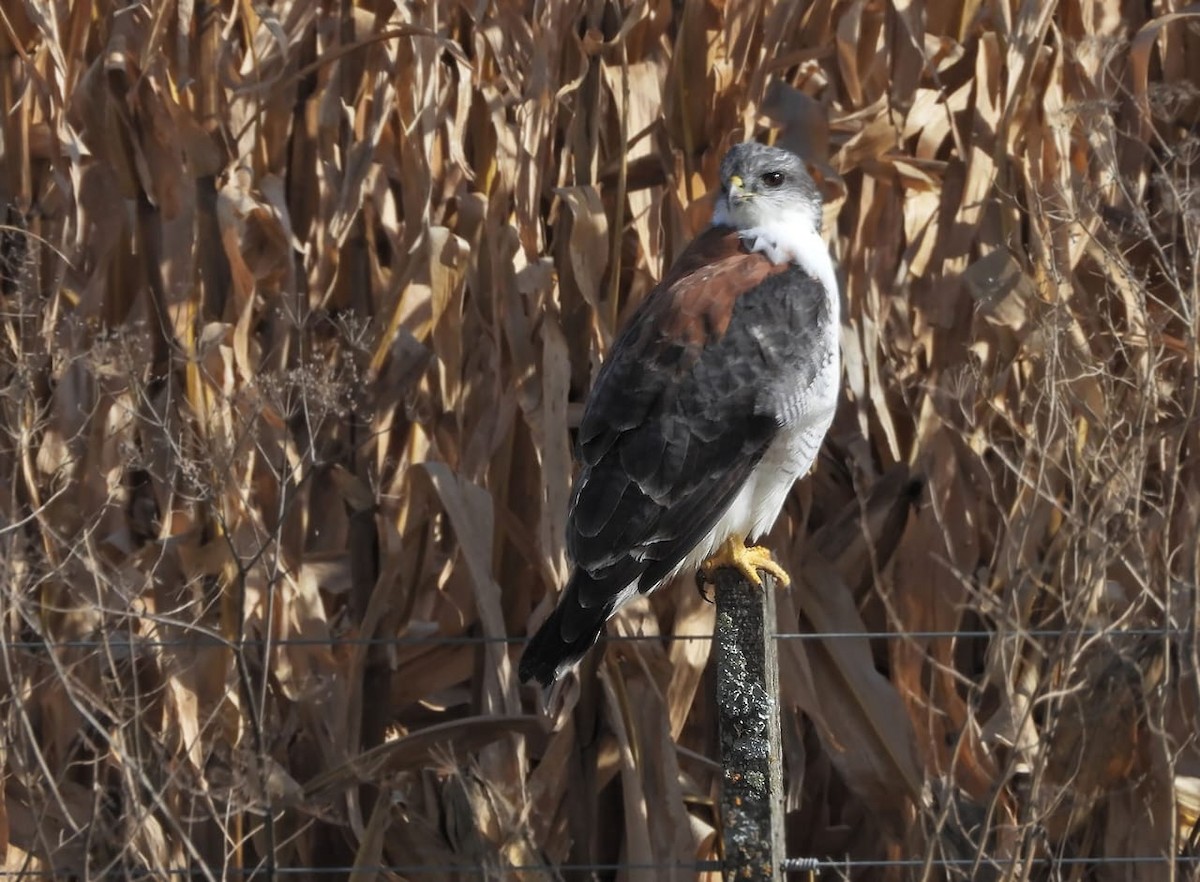 Variable Hawk - Victoria Herrera