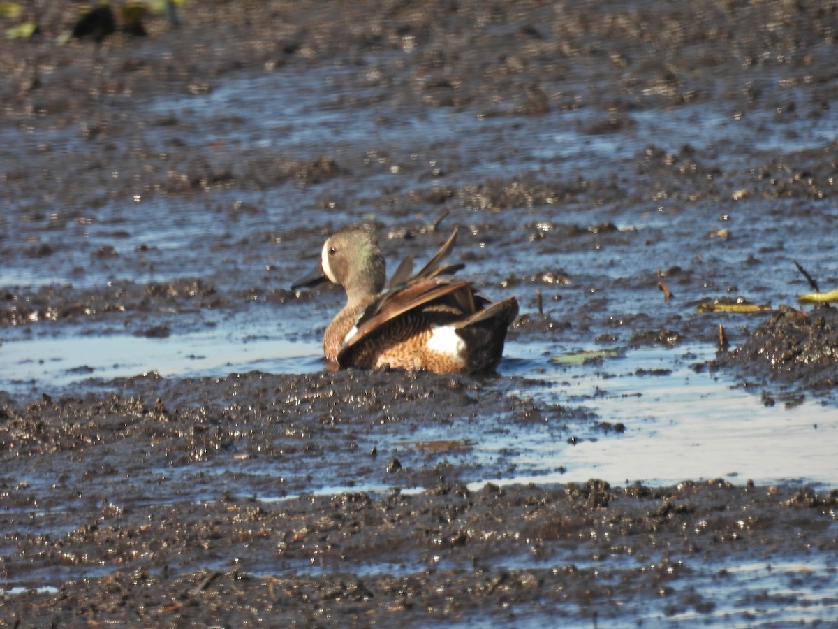 Blue-winged Teal - c c