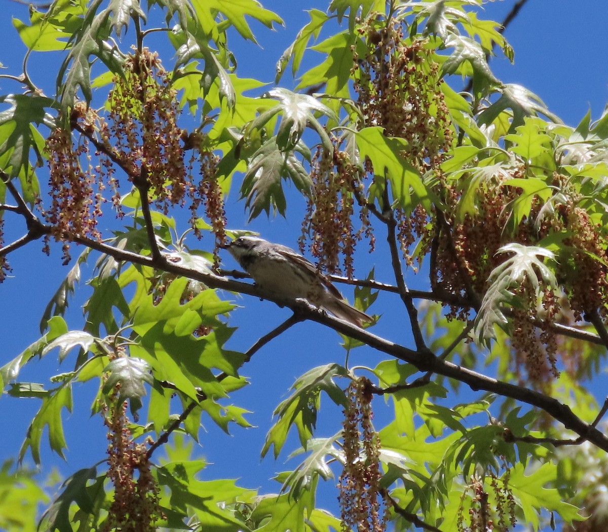 Black-throated Gray Warbler - Charley Herzfeld