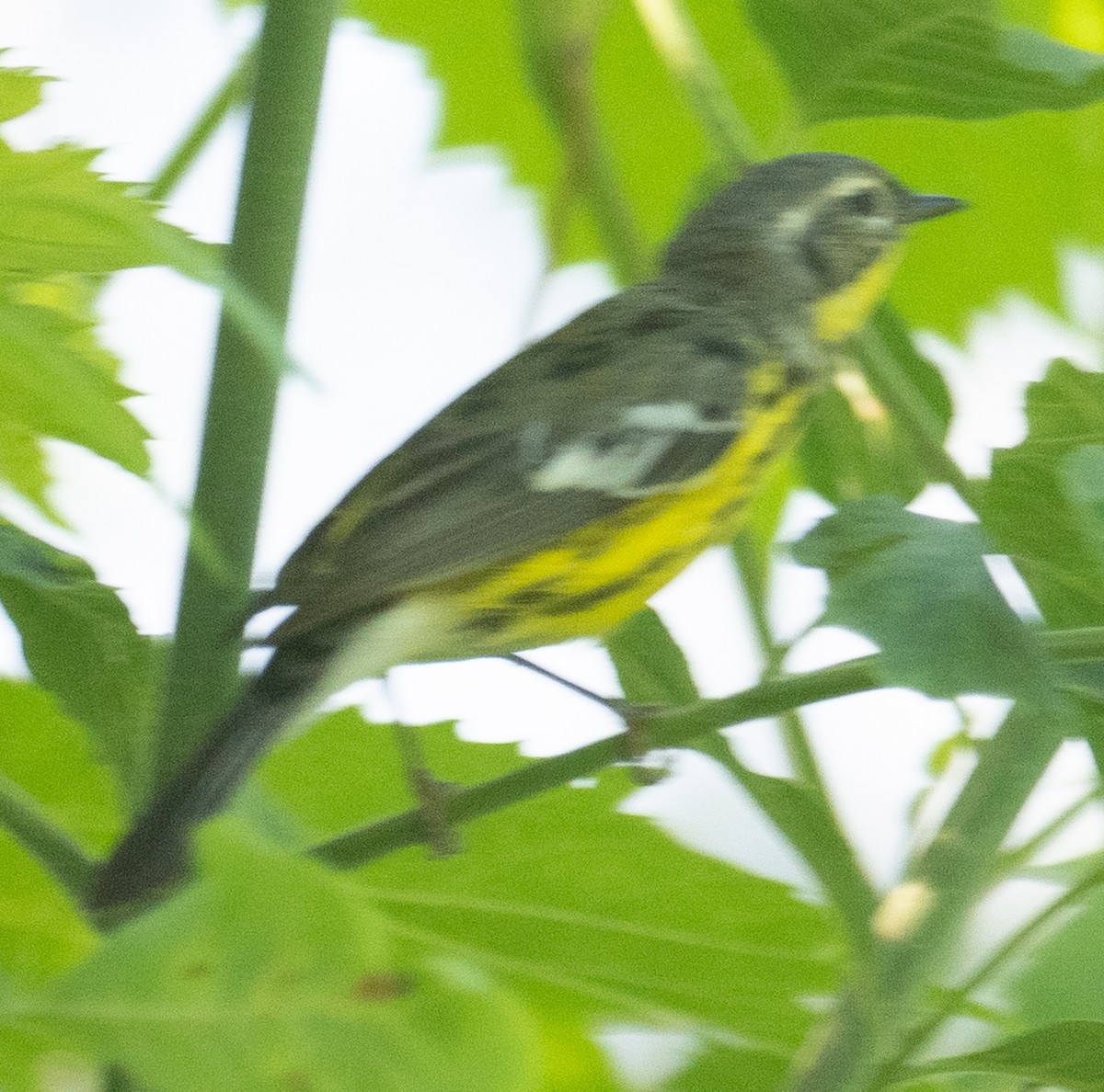 Magnolia Warbler - Lynn Chapman