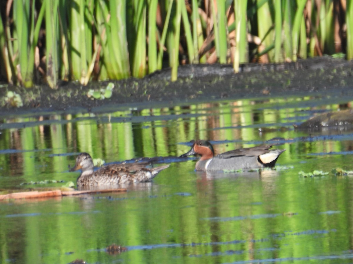 Green-winged Teal - c c