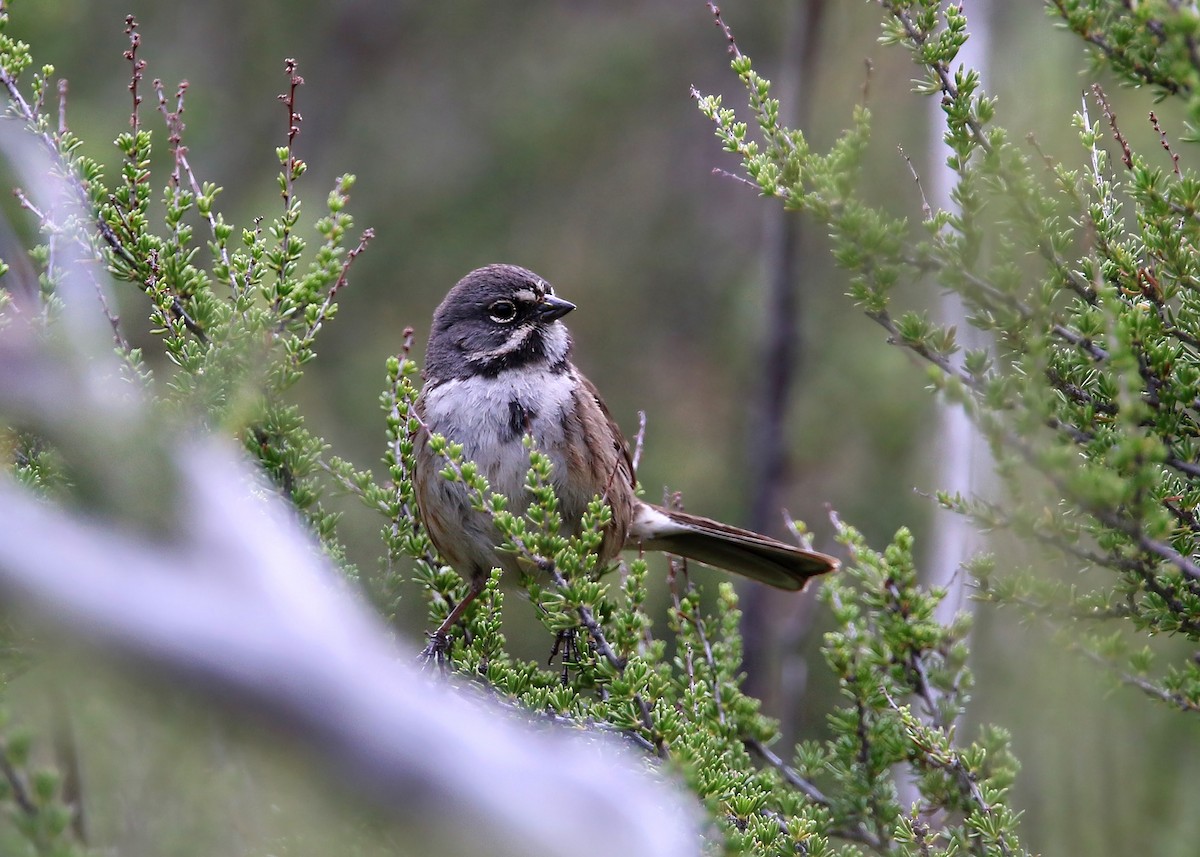 Bell's Sparrow - William Clark