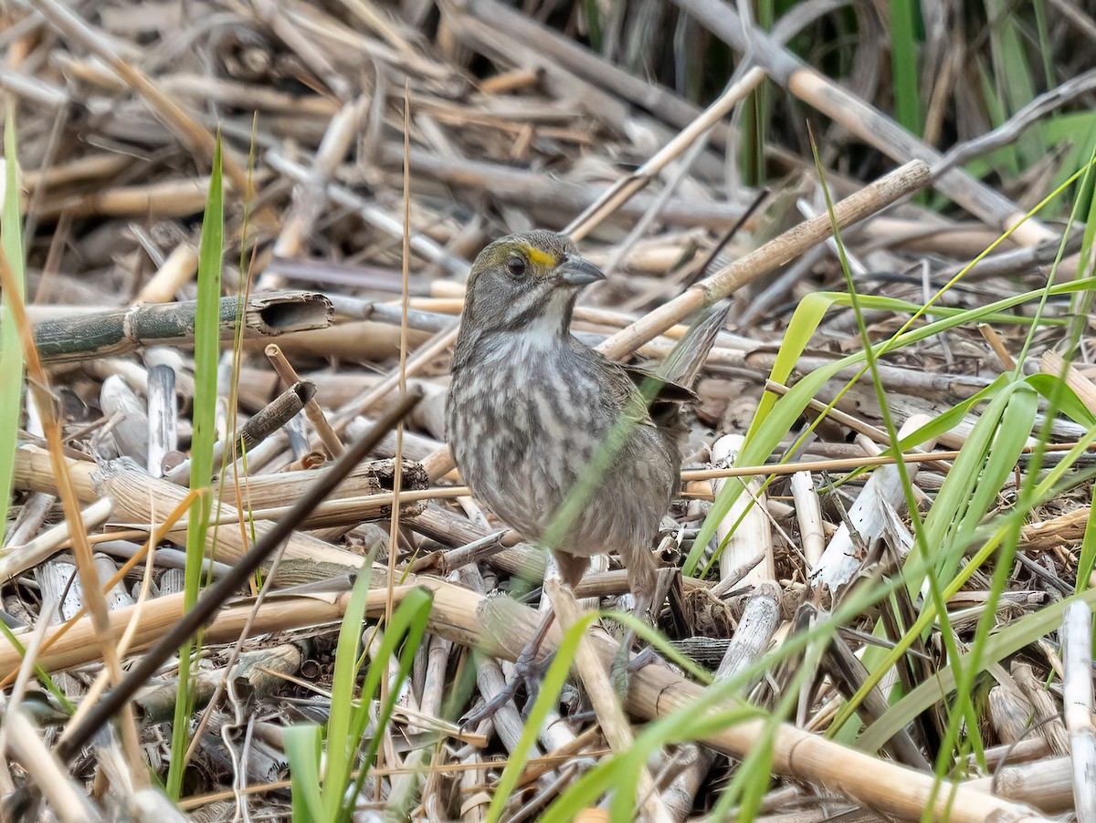 Seaside Sparrow - ML619421853