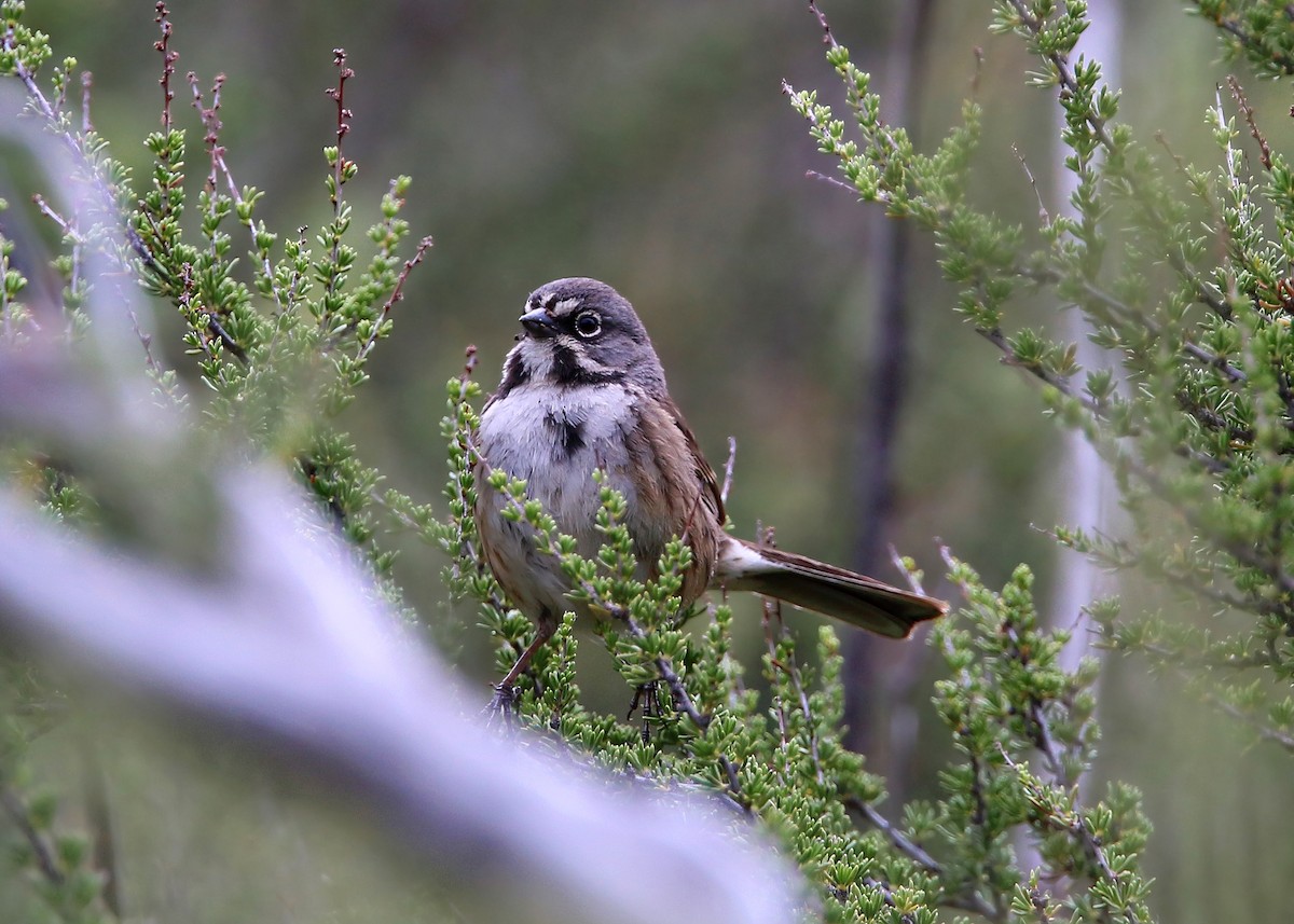 Bell's Sparrow - William Clark