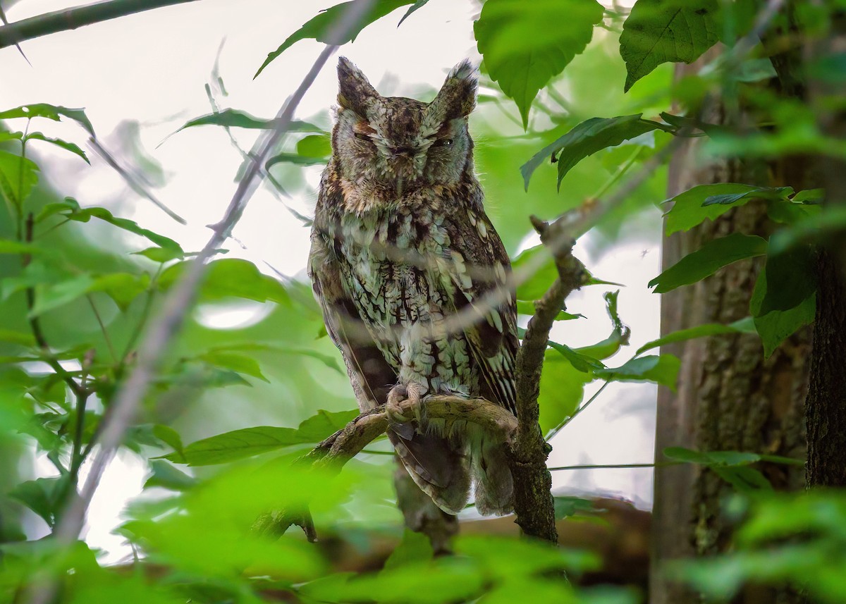 Eastern Screech-Owl - ML619421855