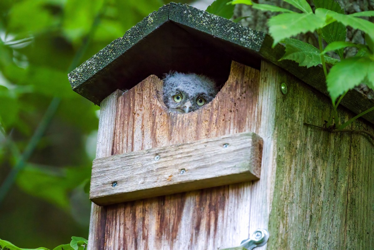 Eastern Screech-Owl - ML619421856