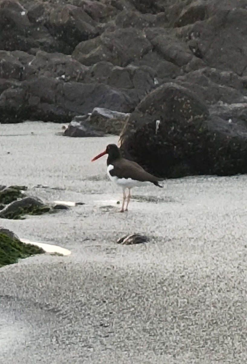 American Oystercatcher - Miguel Arribas Tiemblo