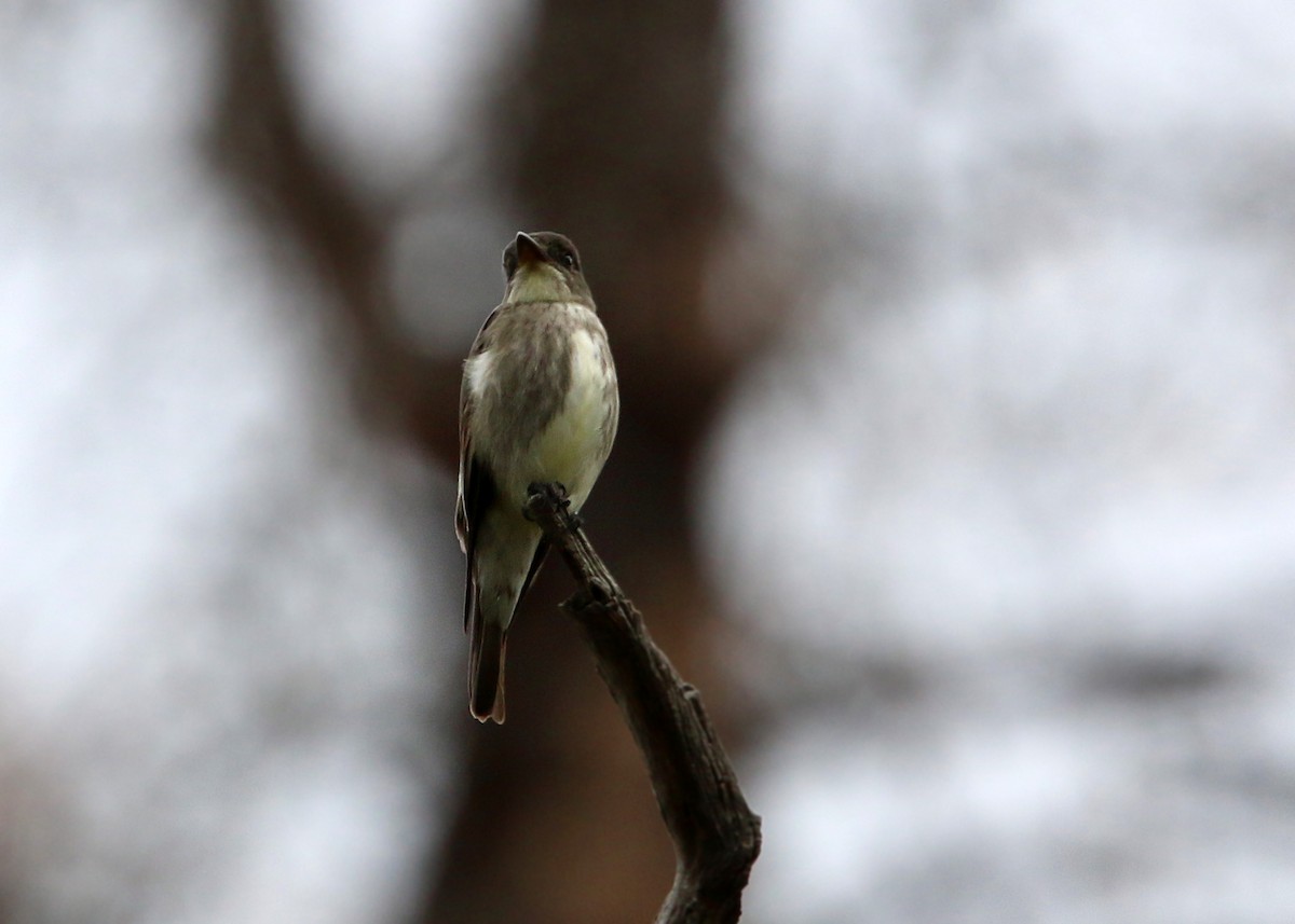 Olive-sided Flycatcher - William Clark