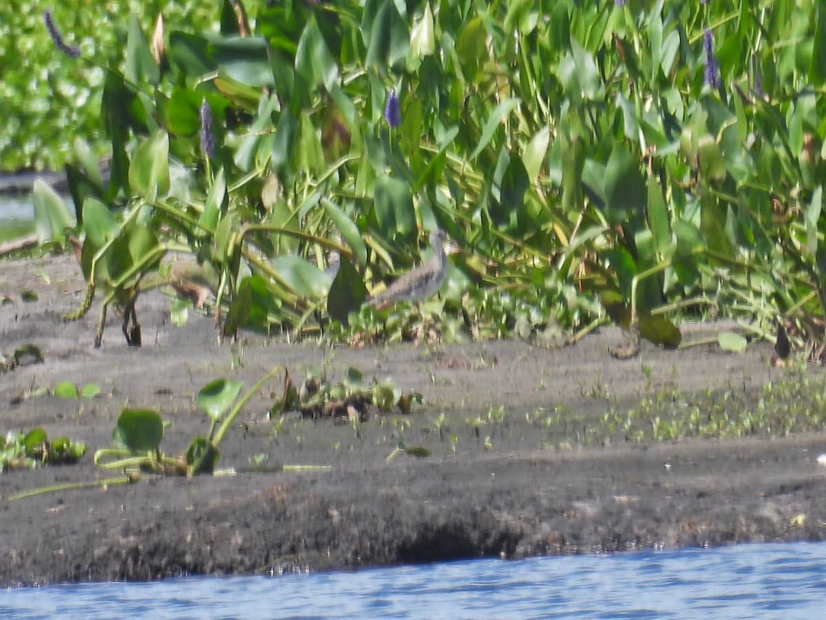 Greater Yellowlegs - c c