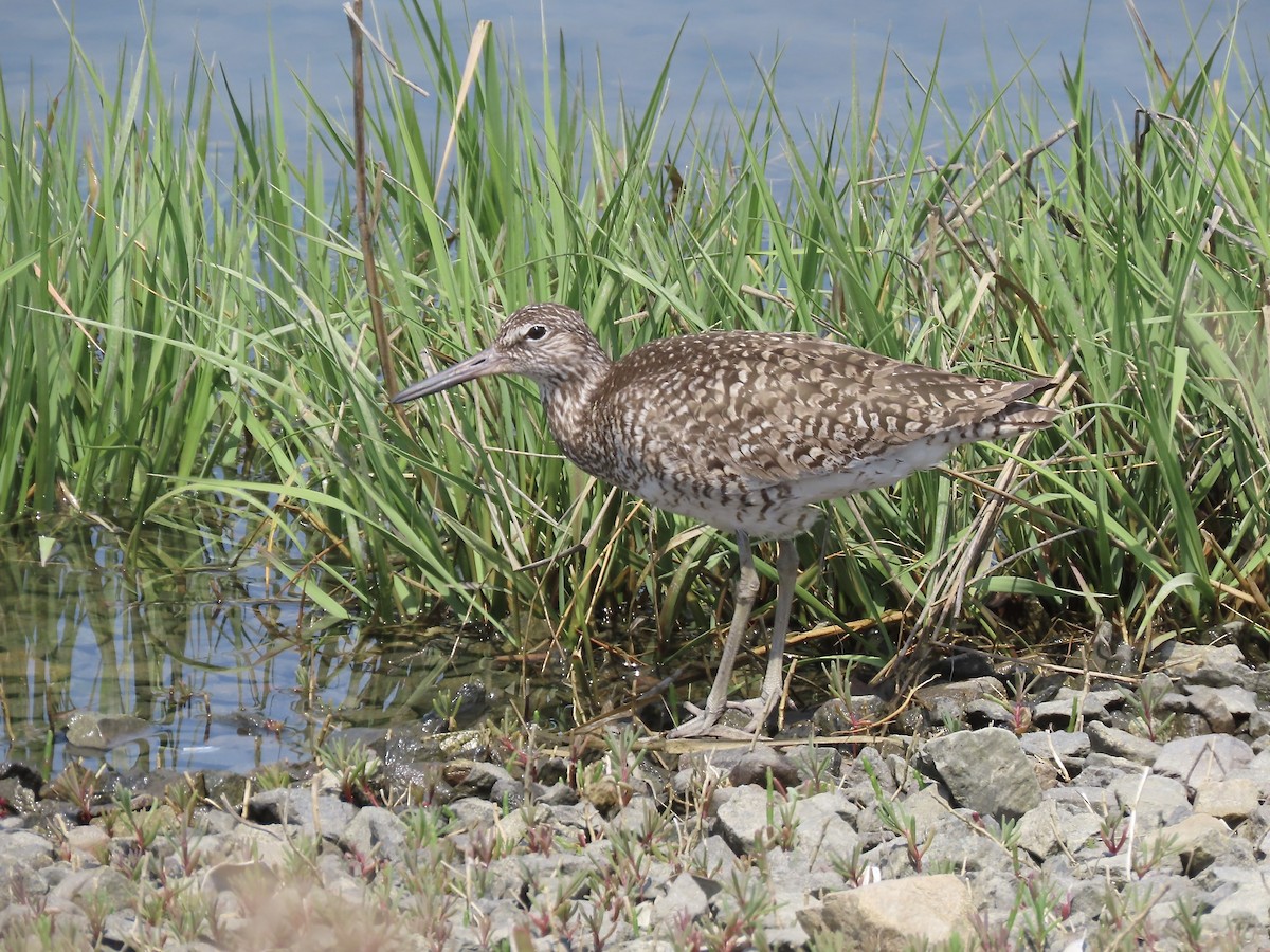 Willet - Marjorie Watson