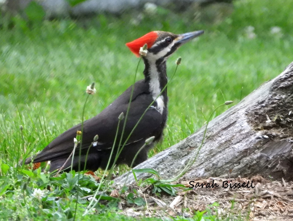 Pileated Woodpecker - Sarah Bissell