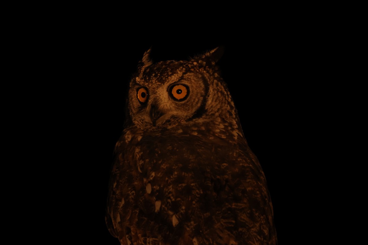 Spotted Eagle-Owl - Ada Alden