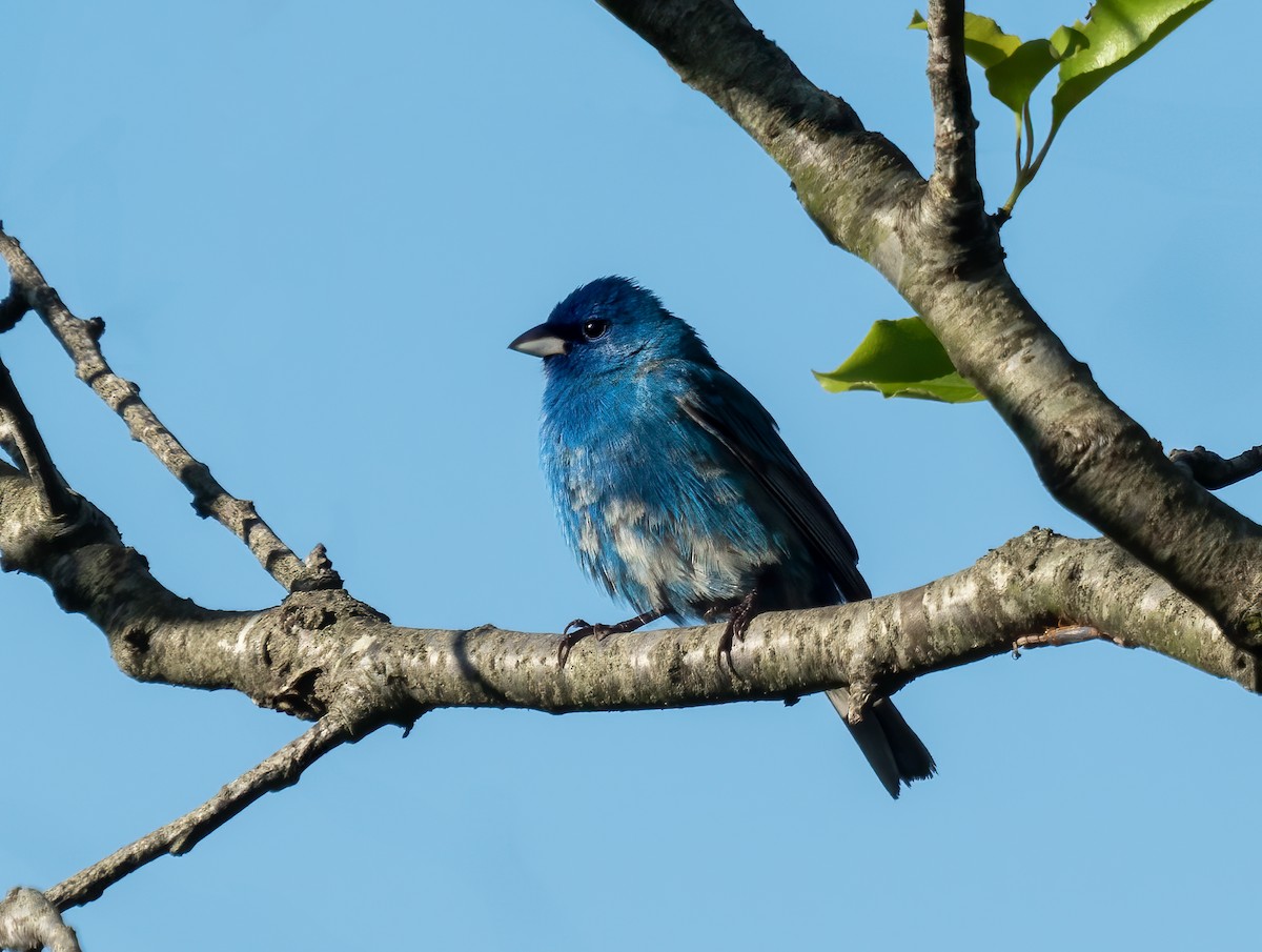 Indigo Bunting - ML619421893