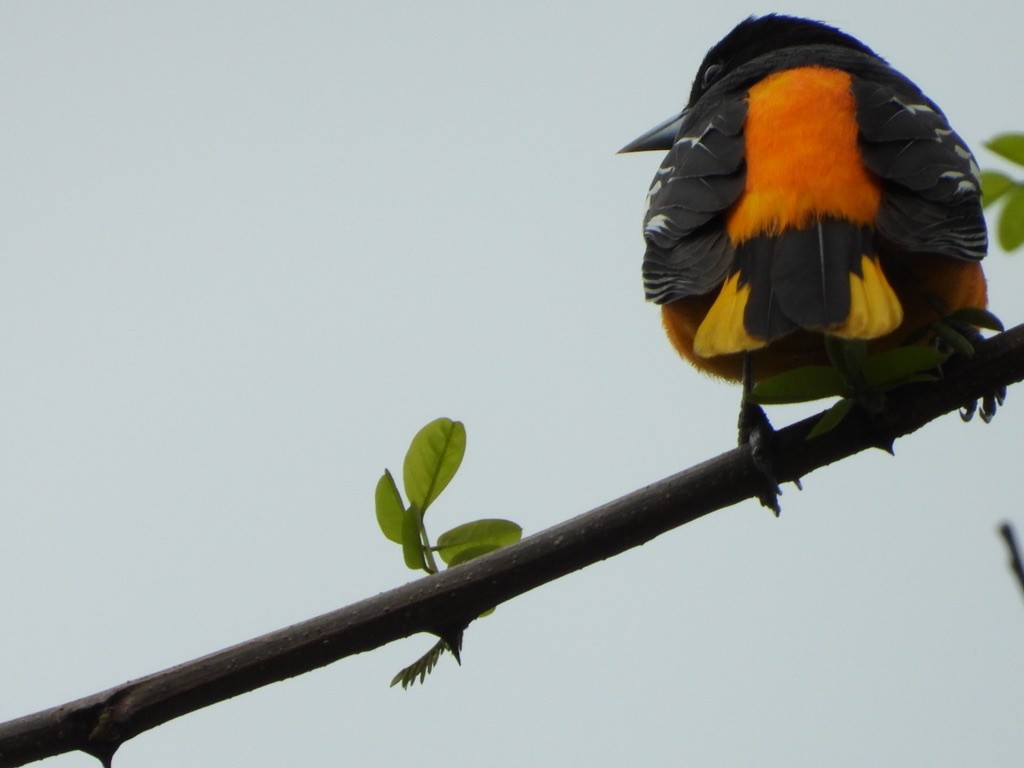 Baltimore Oriole - Elisabeth Cassinari