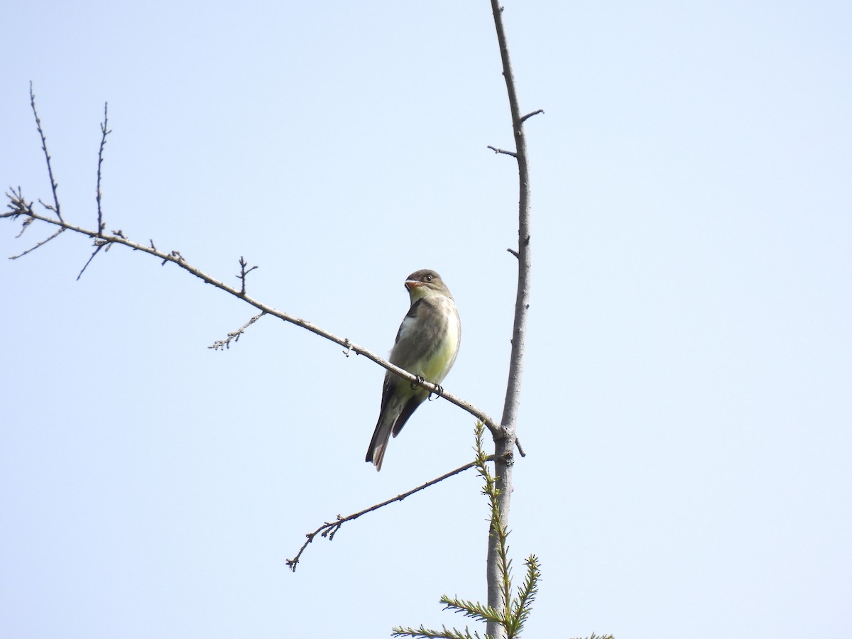 Olive-sided Flycatcher - ML619421896