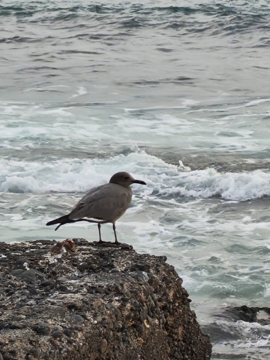 Gray Gull - Miguel Arribas Tiemblo