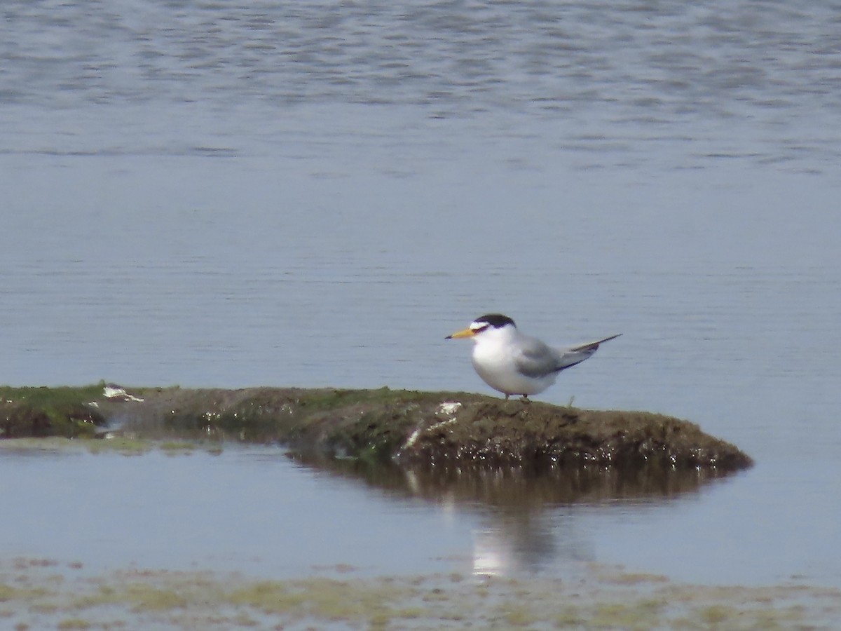 Least Tern - Marjorie Watson