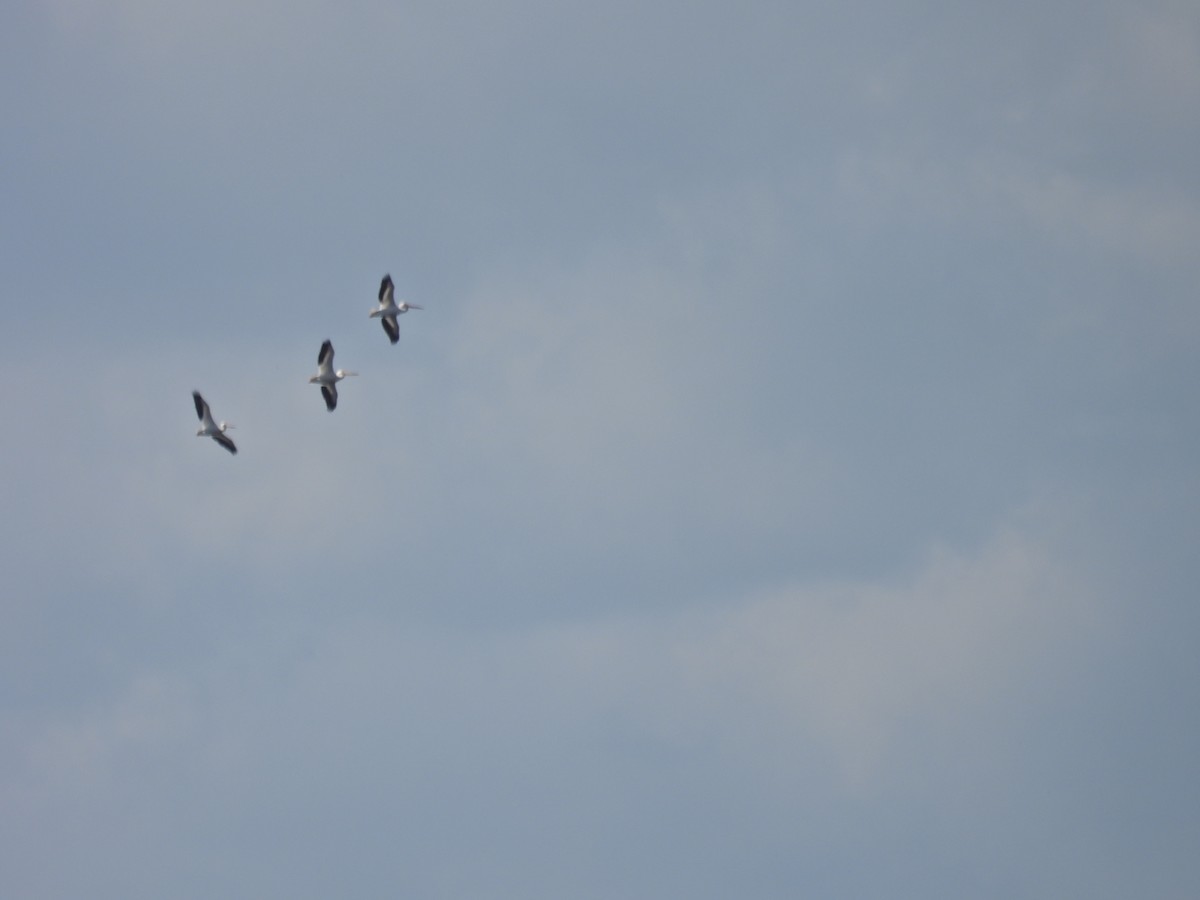 American White Pelican - c c