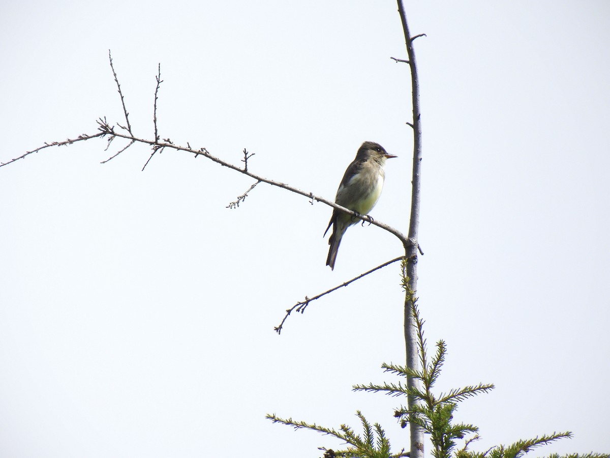 Olive-sided Flycatcher - K & K Pritchard