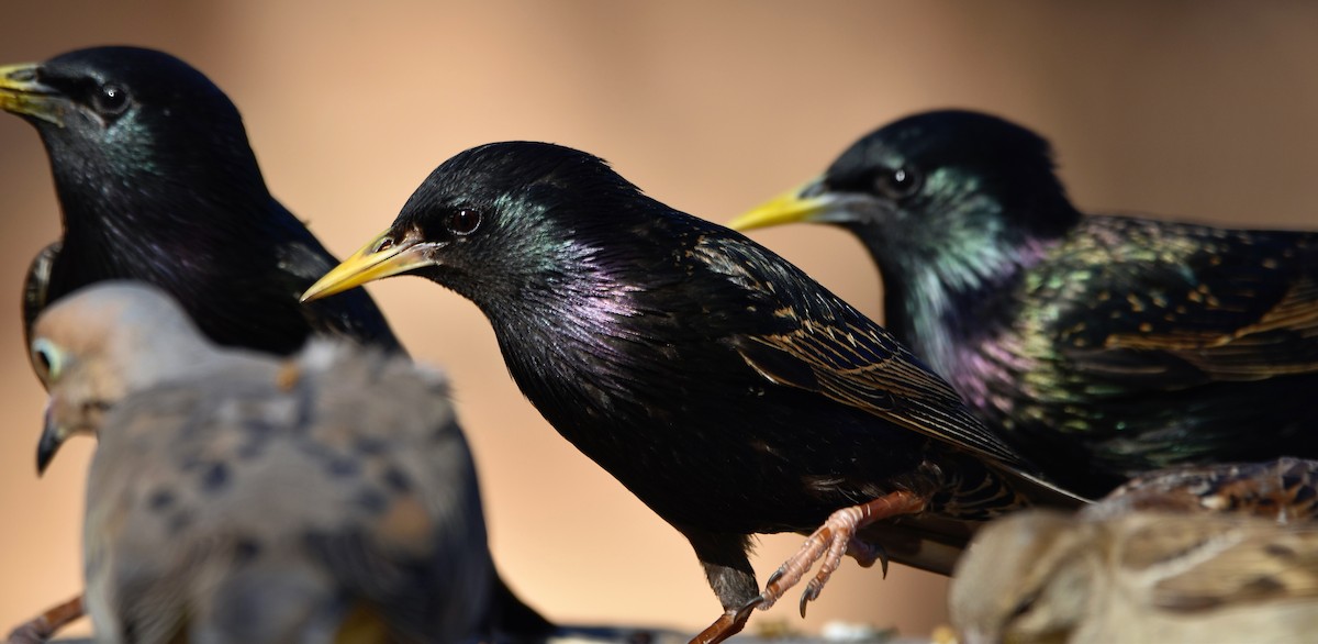 European Starling - Eva Bottelli