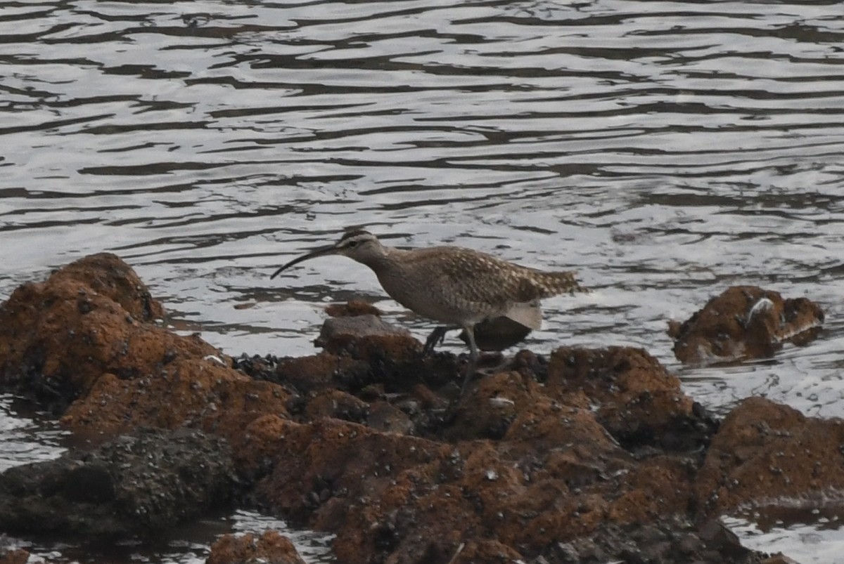 Whimbrel - Miguel Arribas Tiemblo