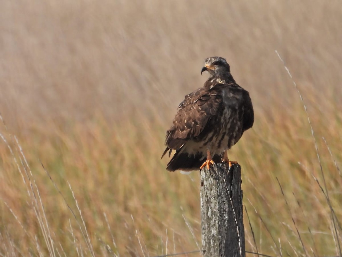 Snail Kite - Victoria Herrera