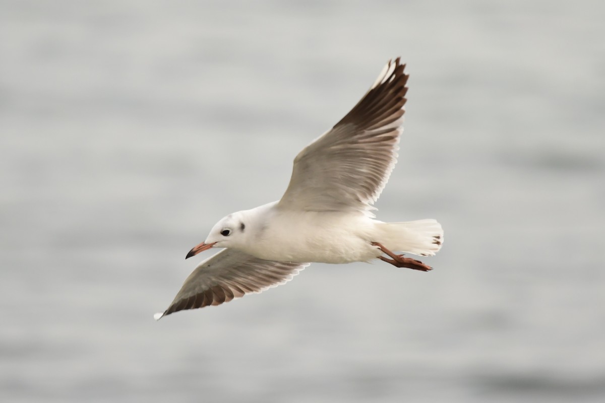 Andean Gull - Miguel Arribas Tiemblo