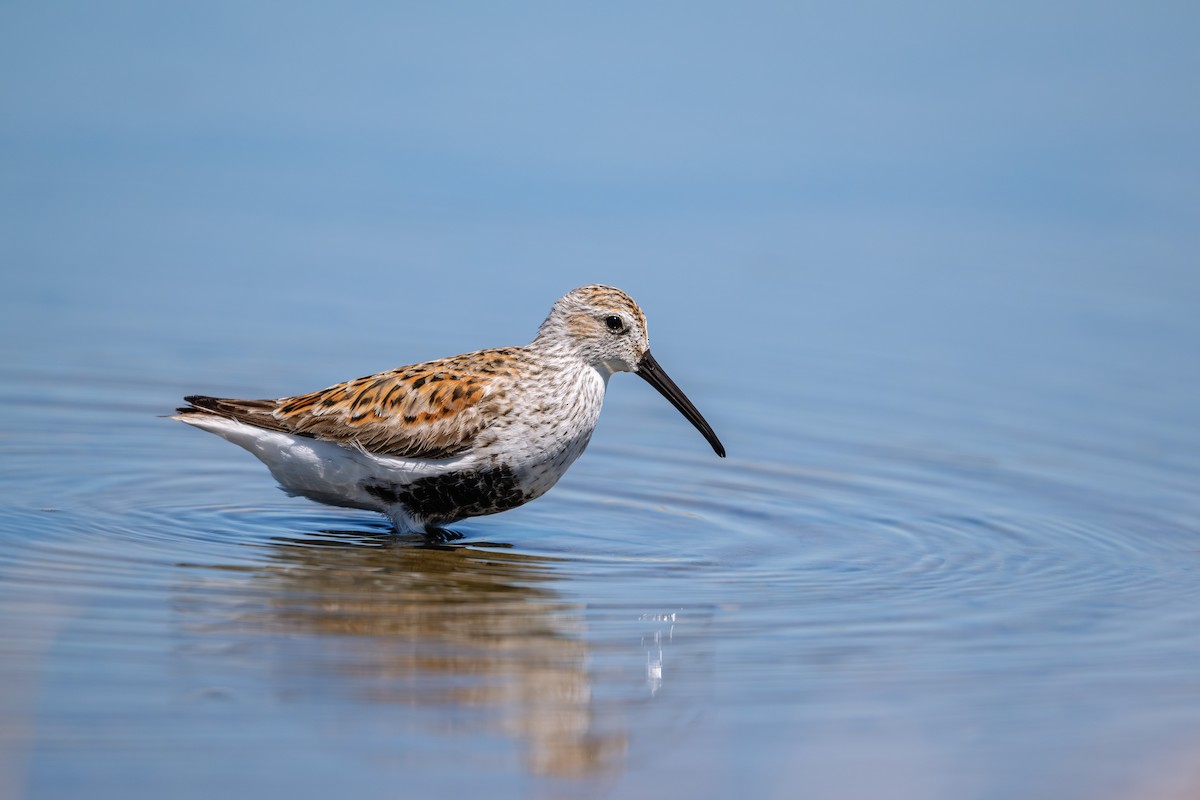 Dunlin - Karen Szafrajda