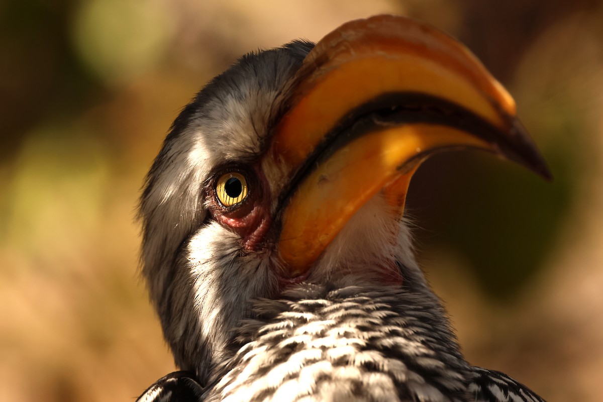 Southern Yellow-billed Hornbill - ML619421928