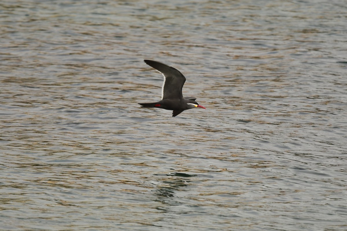 Inca Tern - Miguel Arribas Tiemblo