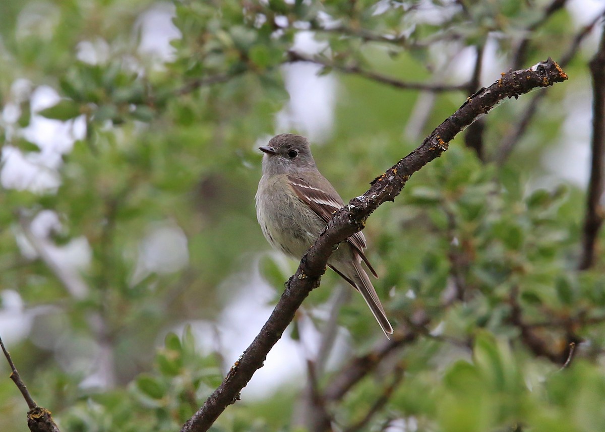 Hammond's Flycatcher - William Clark